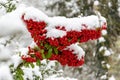 Red bunches with rowan berries are covered with the first snow. Concept: the beginning of winter and the heating season, a high le Royalty Free Stock Photo
