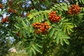 Red bunches of rowan berries hang on a bush among the leaves Royalty Free Stock Photo