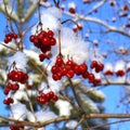 Red bunches of rowan covered with the first snow Royalty Free Stock Photo