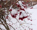 Red bunches of rowan covered with the first snow Royalty Free Stock Photo