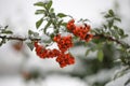 Red bunches of Rowan covered with the first snow Royalty Free Stock Photo