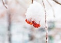 Red bunches of rowan covered with the first snow. Winter background Royalty Free Stock Photo