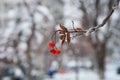 Red bunches of rowan covered with the first snow. Winter background. Winter landscape with snow-covered bright red rowan Royalty Free Stock Photo