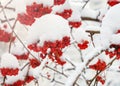 Red bunches of rowan covered with the first snow. Royalty Free Stock Photo