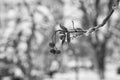 Red bunches of rowan covered with the first snow. Winter background. Winter landscape with snow-covered bright red rowan Royalty Free Stock Photo