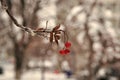 Red bunches of rowan covered with the first snow. Winter background. Winter landscape with snow-covered bright red rowan Royalty Free Stock Photo