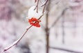 Red bunches of rowan covered with the first snow. Winter Royalty Free Stock Photo