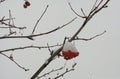 Red, bunches, rowan, covered, winter, hoarfrost, background, bright, snow, white, ashberry, tree, closeup, christmas, season, fore