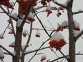 Red, bunches, rowan, covered, winter, hoarfrost, background, bright, snow, white, ashberry, tree, closeup, christmas, season, fore