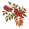 Red bunches of rowan with green and red leaves Royalty Free Stock Photo