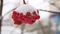 Red bunches tree branch of rowan covered with the first snow Royalty Free Stock Photo