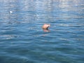 Red buoy laying on blue sea water surface Royalty Free Stock Photo