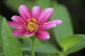 The Red Burgandy Flower in the Gardens