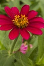 The Red Burgandy Flower