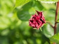 Red burgeon Chinese rose flower