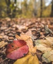 A red burgundy leaf of an alder tree is painted in autumn colors and lies on the forest floor against the background Royalty Free Stock Photo