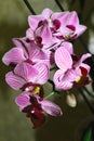 Red-burgundy mini phalaenopsis orchids with flowers and buds on a dark background. Beautiful orchid flowers. Selective Royalty Free Stock Photo