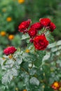 Red Burgundy mini roses in the garden Royalty Free Stock Photo