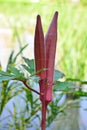 Red Burgundy Okra Royalty Free Stock Photo