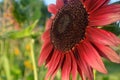 Red burgundy sunflower facing the sun Royalty Free Stock Photo