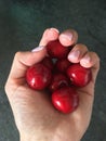 Red, burgundy sweet ripe cherries in the palm of the hand on a black tabletop background Royalty Free Stock Photo