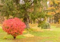 Red burning bush in Fall color Royalty Free Stock Photo