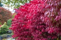 Red burning bush plant Royalty Free Stock Photo