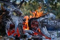 Red burning fire smolders smolders burnt tree closeup Royalty Free Stock Photo