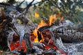 Red burning fire smolders smolders burnt tree closeup Royalty Free Stock Photo