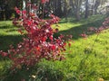 red bush in the green