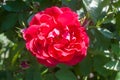 Red bush wild rose close-up. In the center, top view