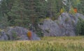 red bushes on granite rocks in the forest. autumn in Karelia