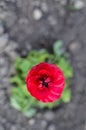 Red buttercup closeup or Ranunculus flower Royalty Free Stock Photo