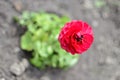 Red buttercup closeup or Ranunculus flower Royalty Free Stock Photo