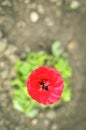 Red buttercup closeup or Ranunculus flower Royalty Free Stock Photo