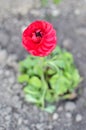 Red buttercup closeup or Ranunculus flower Royalty Free Stock Photo