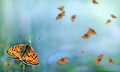 Red butterflies. Flying red butterflies in a blue meadow. Spotted fritillary butterfly. Bright summer background. Copy space