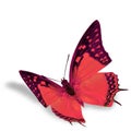 Red Butterfly