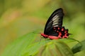 Red butterfly. Antrophaneura semperi, in the nature green forest habitat, Malaysia, India. Insect in tropical jungle. Butterfly Royalty Free Stock Photo