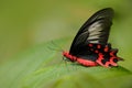 Red butterfly Beautiful black and red poison butterfly, Antrophaneura semperi, in the nature green forest habitat, Malaysia, Phili