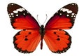 Red butterfly Royalty Free Stock Photo