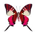 Red butterfly in fancy color isolated on white background Royalty Free Stock Photo