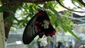 Red butterfly hanging from a tree branch