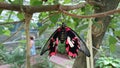 Red butterfly hanging from a tree branch