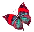 Red Butterfly, Indian leaf or Oakleaf butterfly upper wing in fancy color profile