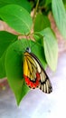 red butterfly on leaves Royalty Free Stock Photo