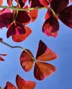 red butterfly leaves in the morning