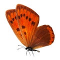 Tropical red butterfly with legs and antennae. isolated on white background