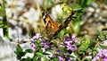 Red butterfly on mountain flowers