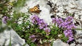 Red butterfly on mountain flowers